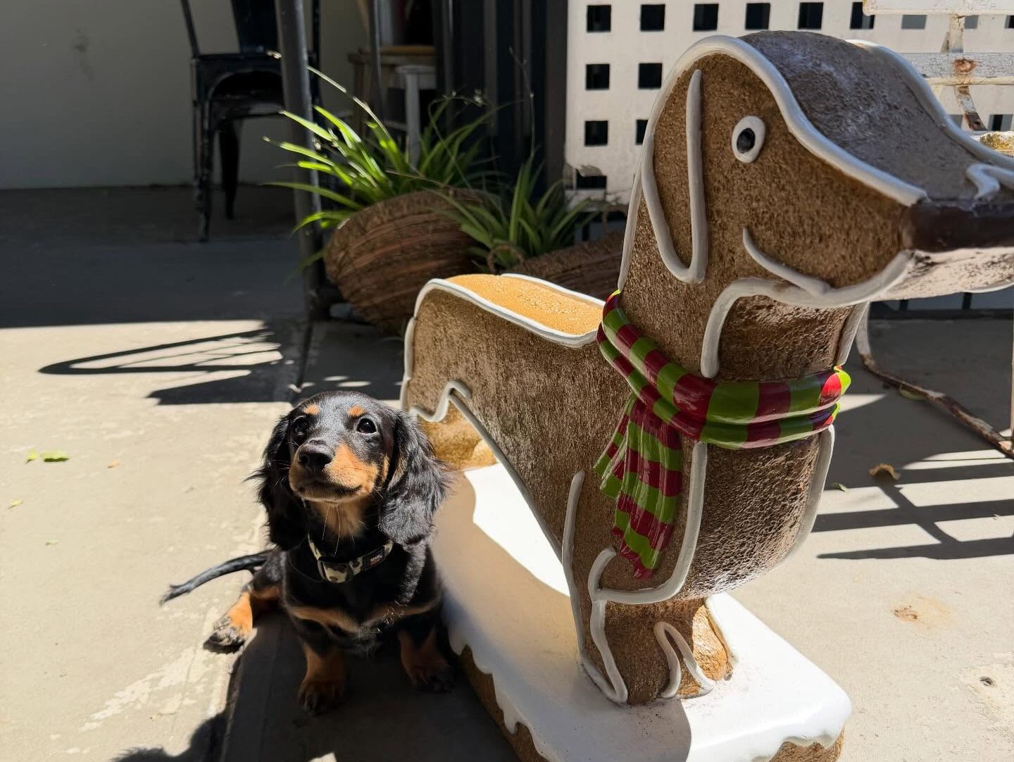 Support for Hahndorf Dog Café Grows as Council Cites Food Safety Laws