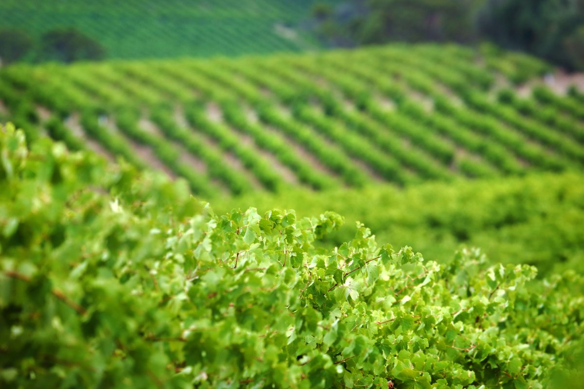 Willunga Crowned Best Food & Wine Destination