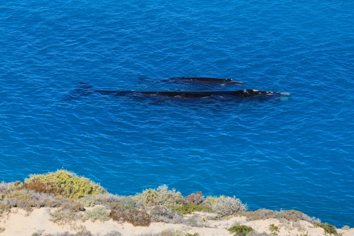 First Whale Calf of Season Confirmed Near Middleton