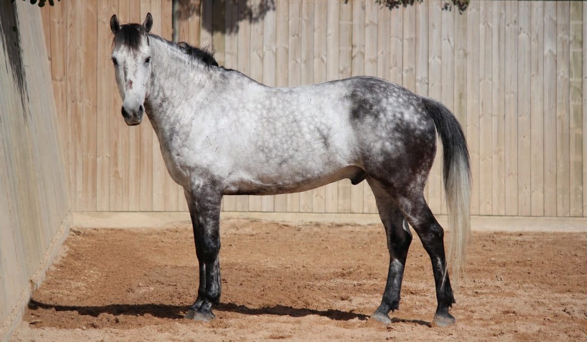 Police Horse Windsor Retires to a Quieter Life in Langhorne Creek