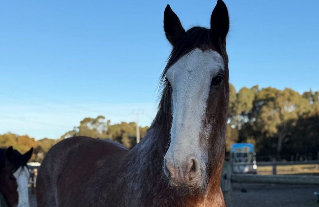 Beloved Victor Harbor Clydesdale Albert Dies after Short Illness - 5MU